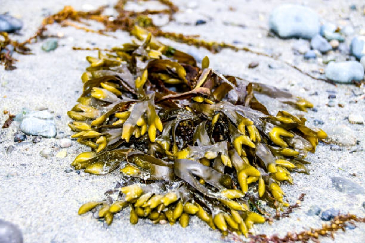 Το φύκι [Kelp] είναι το νέο κέιλ [kale]