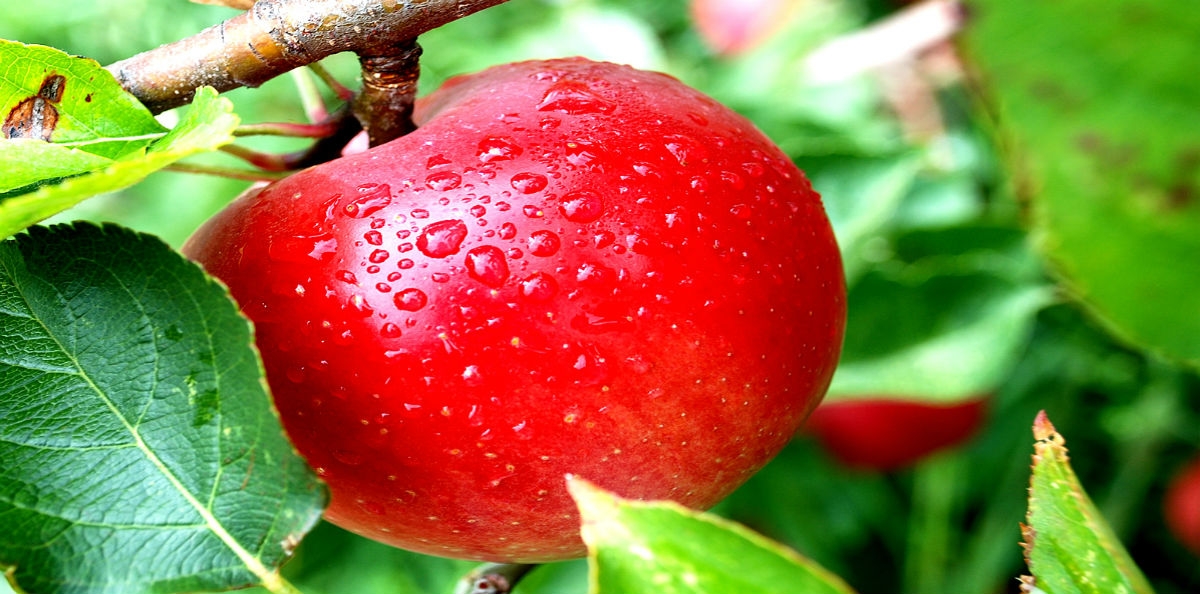 4 χρήσεις του μήλου που δεν φανταζόσαστε